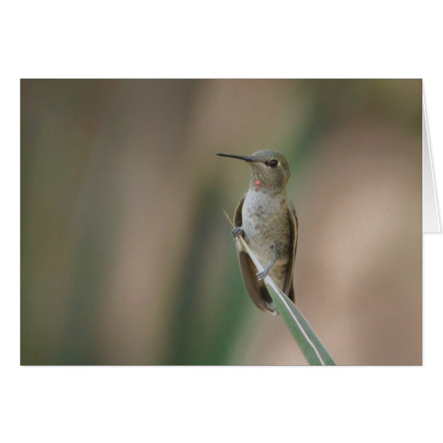 Assis cochon de colibri (Devant horizontal)