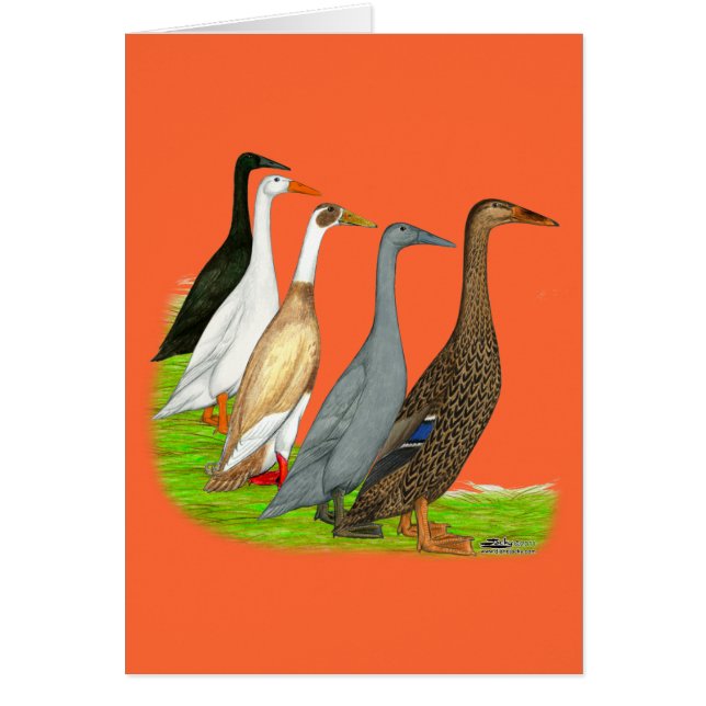 Assortiment de canard coureur (Devant)