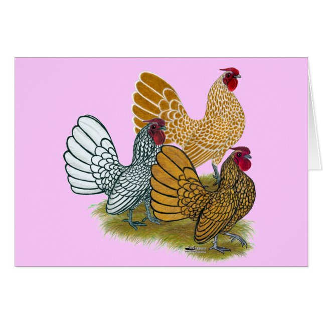Assortiment de Sebright Rooster (Devant Horizontal)