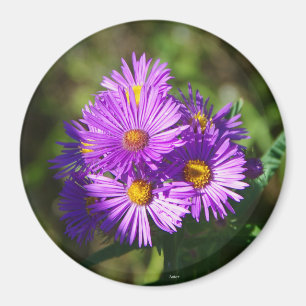 Aster aimant