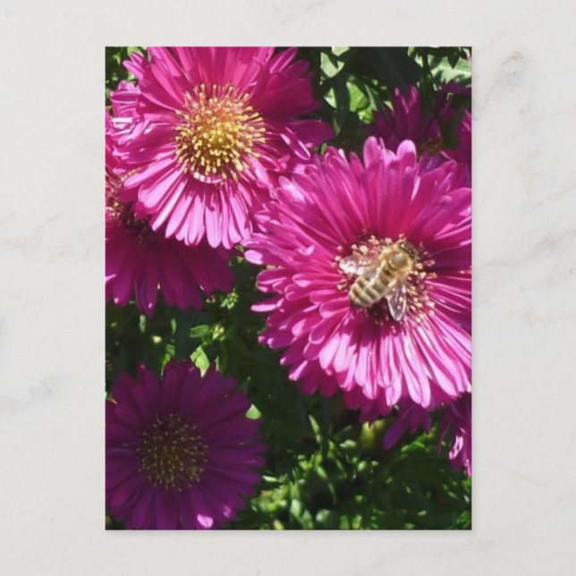 Aster Pink - Carte postale (Devant)