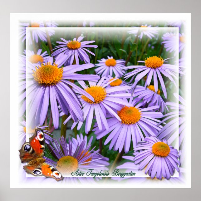 Aster ~ Poster (Devant)