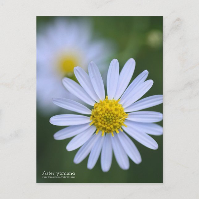 Aster yomena : Carte postale (Devant)