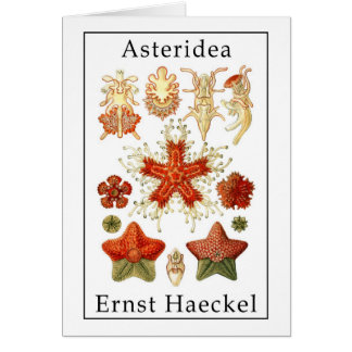 Asteridea par Ernst Haeckel