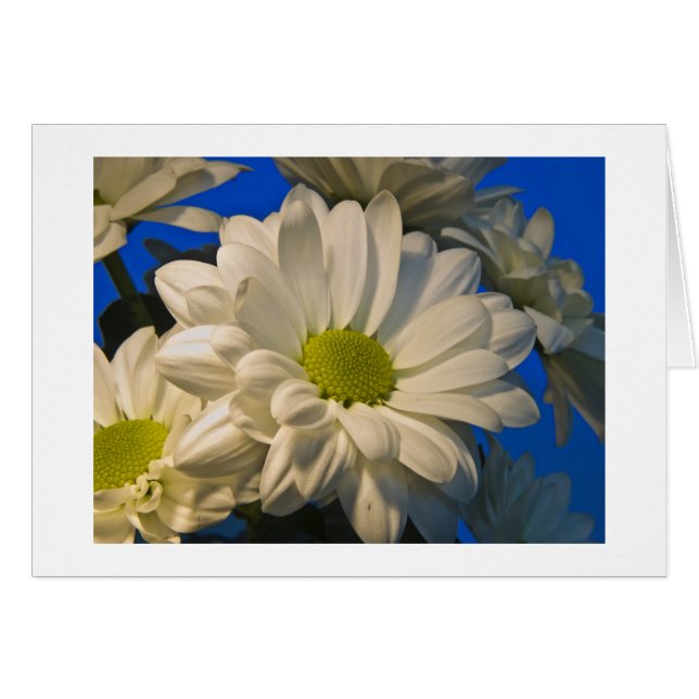 Asters (Devant horizontal)