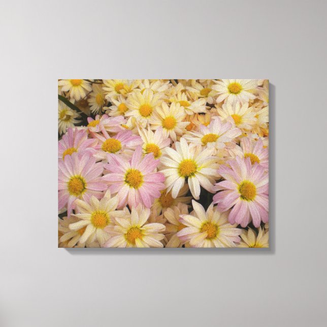 Asters sur toile enroulée (Recto)