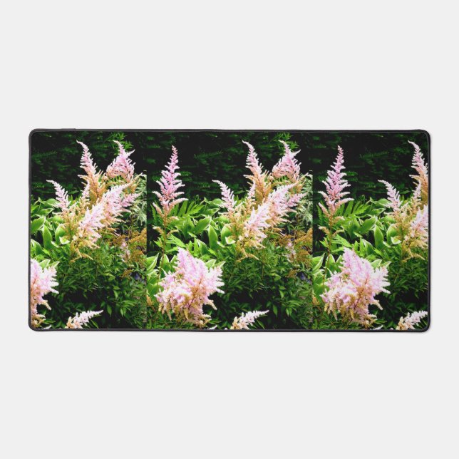 Astilbe (Recto)