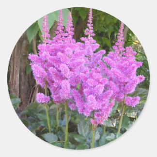 Astilbe ~ autocollant