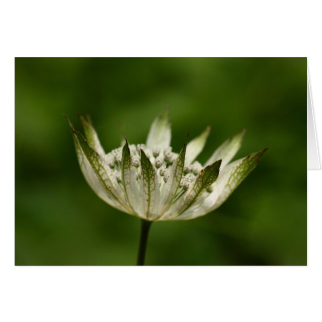 Astrantia (Devant horizontal)