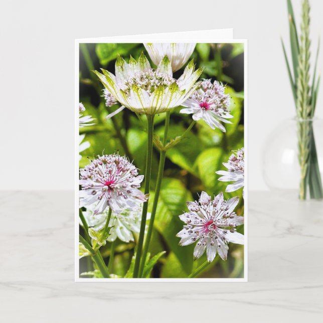 Astrantia Major, La Grande Carte Vide De La Maîtri (Devant)
