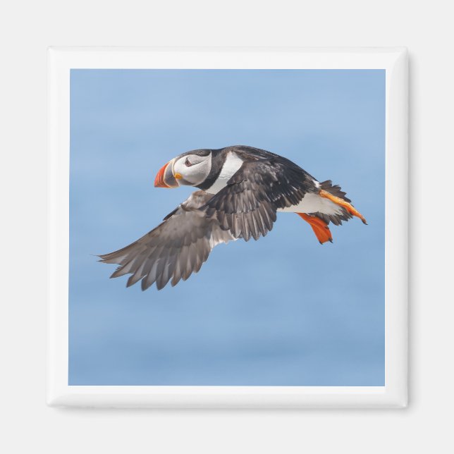 Atlantic Puffin 2x2 magnet (Devant)