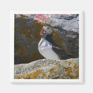 Atlantic Puffin with fish 2x2 magnet