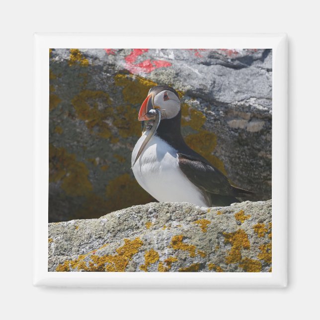 Atlantic Puffin with fish 2x2 magnet (Devant)