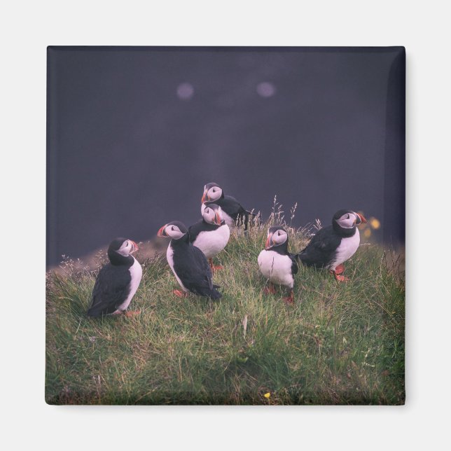 Atlantic Puffins Magnet (Devant)