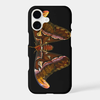 Atlas Moth
