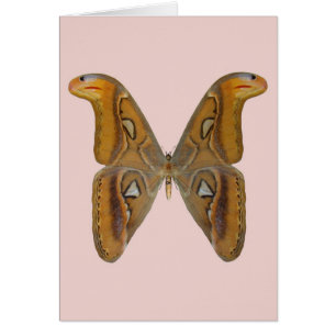 Atlas Moth