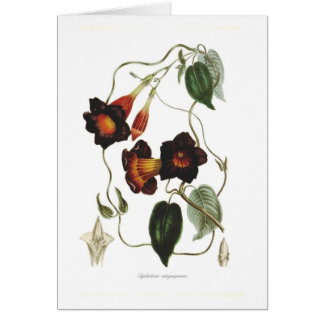 Atropurpurea de Dipladenia