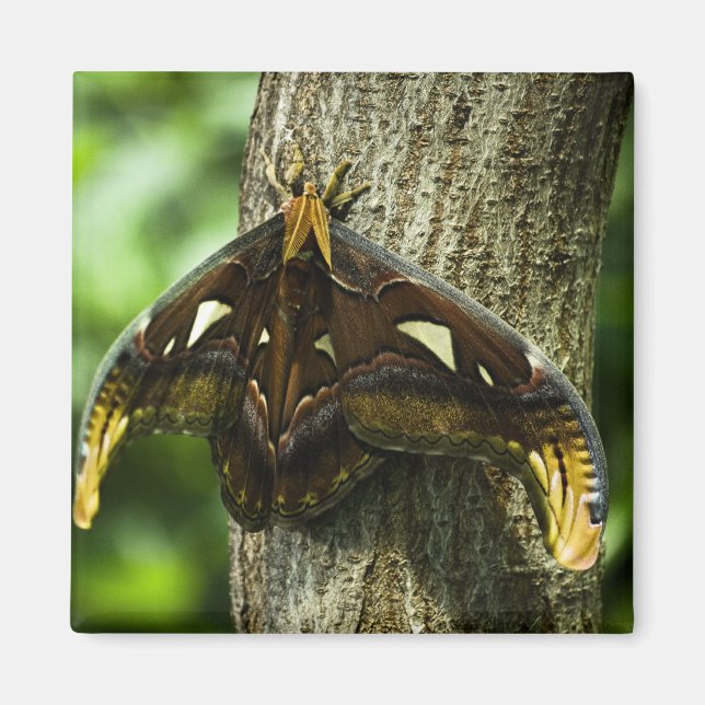 Attacus Atlas Magnet (Devant)