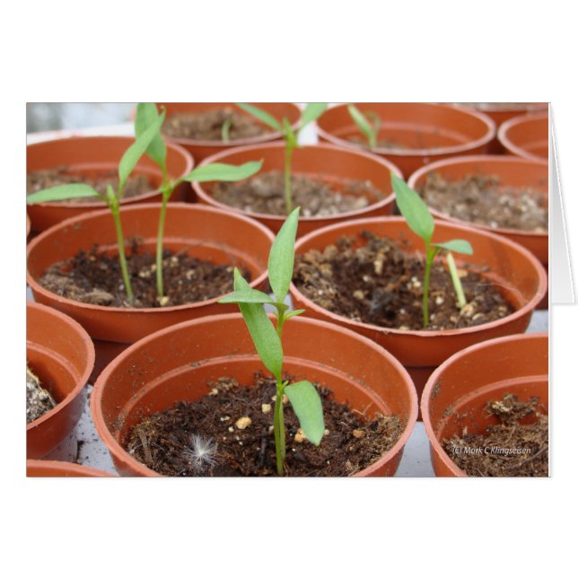 Atteindre le Soleil (Devant horizontal)