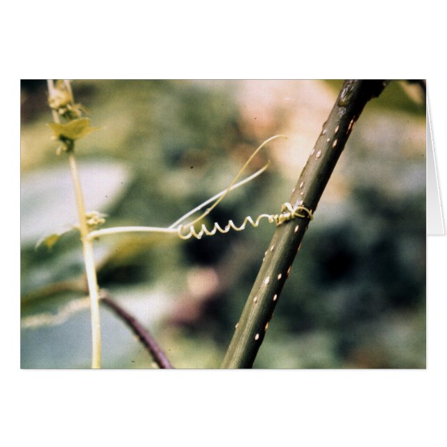 Atteinte…. (Devant horizontal)