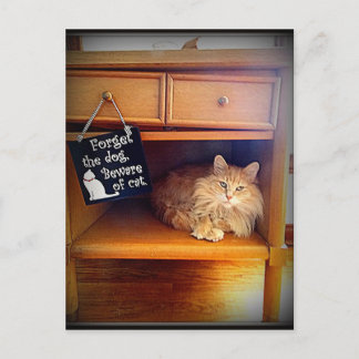 attention à la carte postale de chat