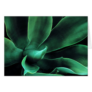 Atténuata Agave Vert