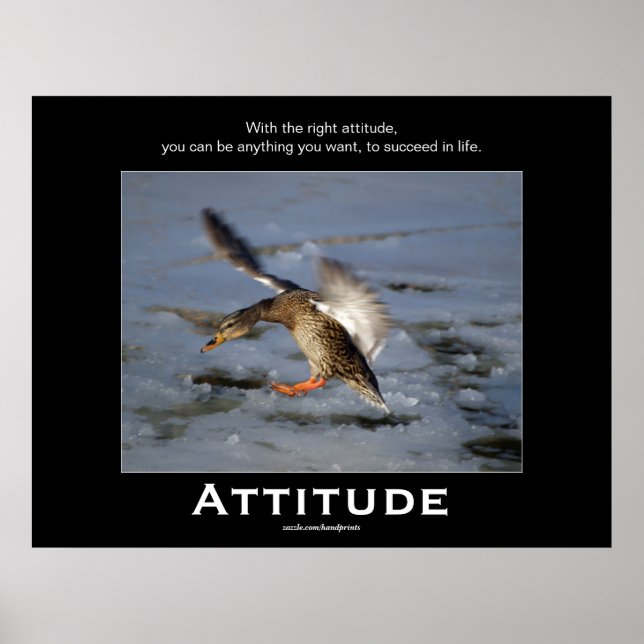 Attitude Mallard Canard Motivation Affiches (Devant)