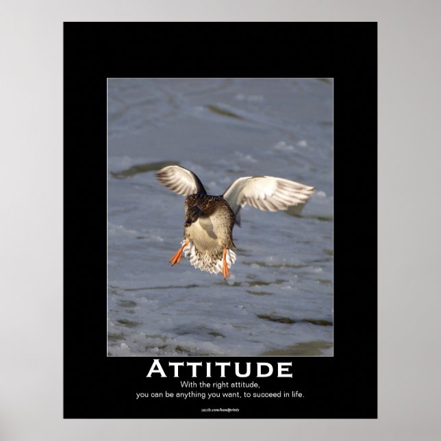 Attitude Mallard Canard Motivation Affiches (Devant)
