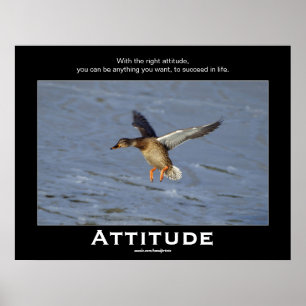 Attitude Mallard Canard Motivation Affiches