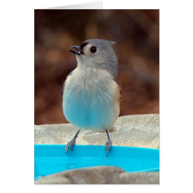 Au Bord De La Piscine (Devant)