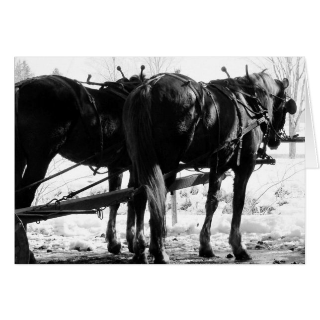 Au Hitching Post Hiver Chevaux Amish (Devant horizontal)