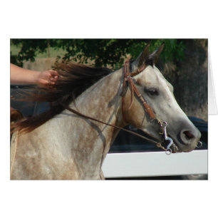Au Horse Show