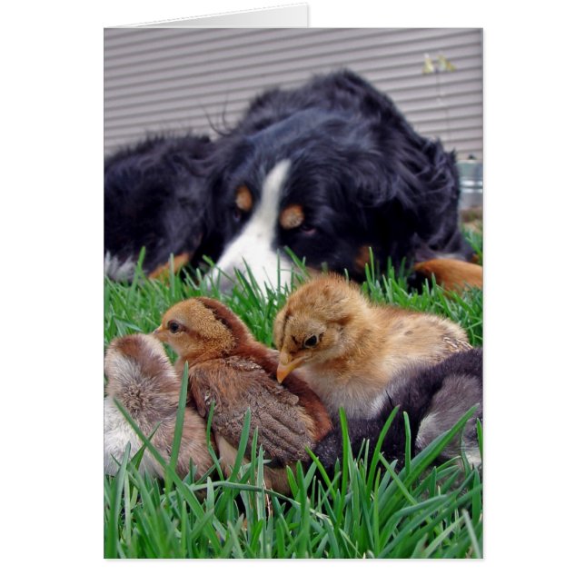 Au travail Bernese Mountain Dog Gaurds Baby Chicks (Devant)
