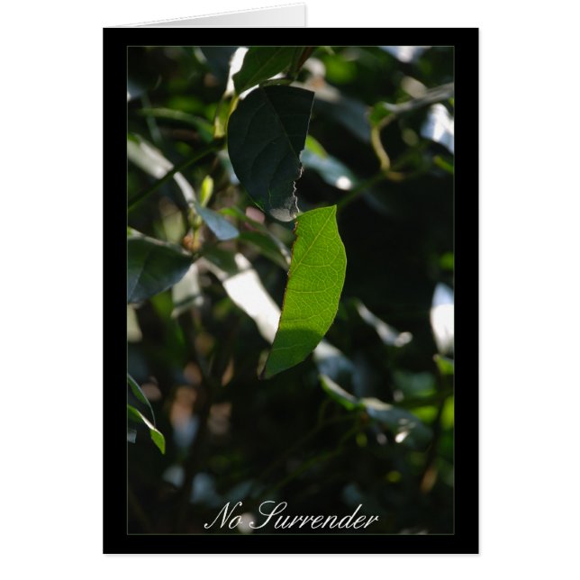 Aucun abandon (Devant)