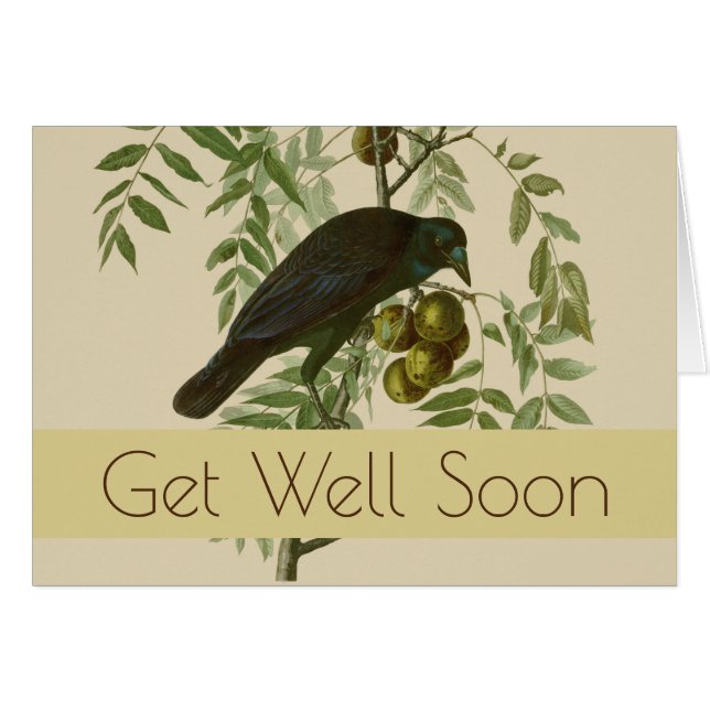 Audubon American Crow Black Bird (Devant horizontal)