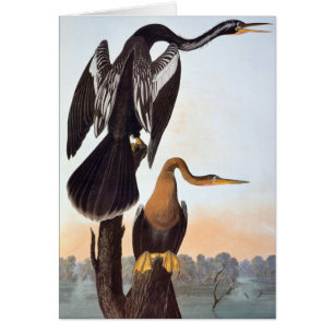 Audubon : Anhinga