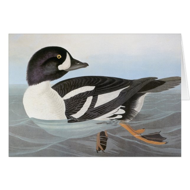 Audubon: Barrow's Goldeneye (Devant Horizontal)