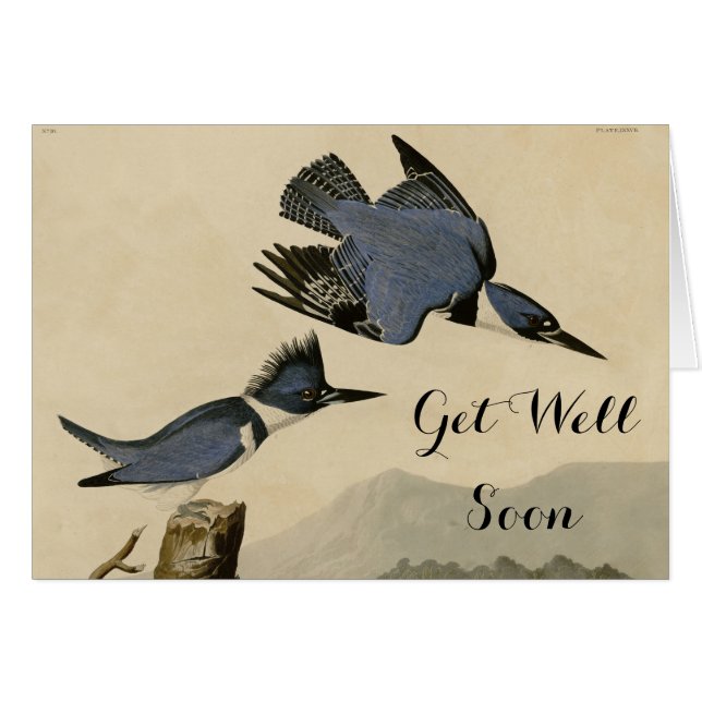 Audubon Belted Kingfisher Wildlife Bird (Devant horizontal)