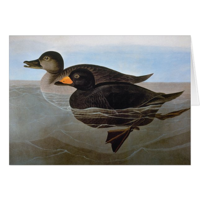 Audubon : Black Scoter (Devant Horizontal)