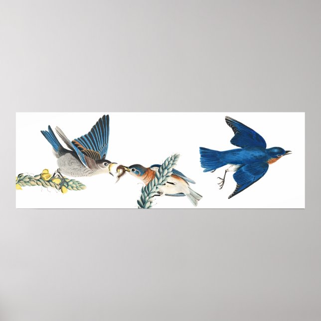 Audubon Bluebird Birds Animal Wildlife Poster (Devant)