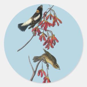 Audubon Bobolink Oiseaux Art Stickers