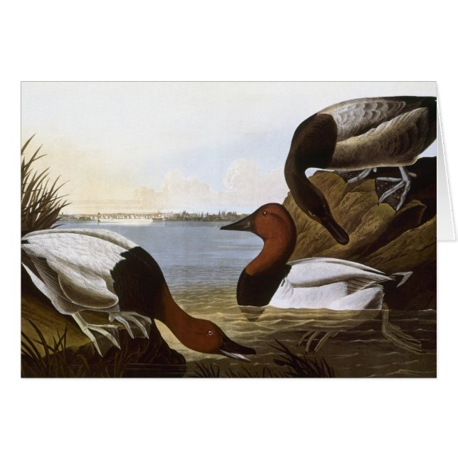 Audubon: Canvasback (Devant Horizontal)