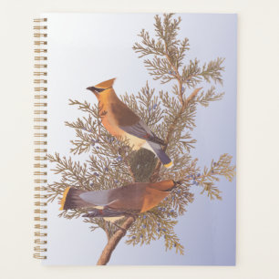 Audubon Cedar Waxwing Bird on Evergreen Juniper