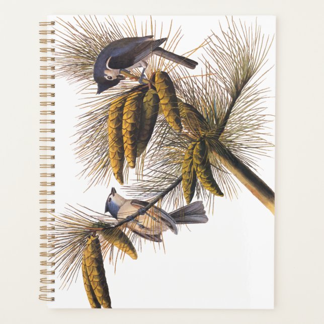 Audubon Crested Titmouse Birds in Pine Tree (Devant)