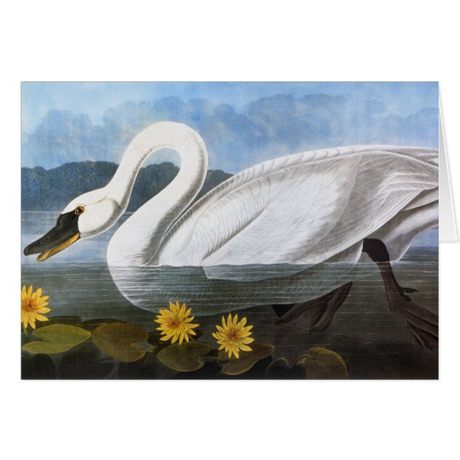 Audubon : Cygne commun (Devant Horizontal)