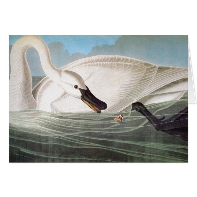 Audubon : Cygne trompette (Devant Horizontal)