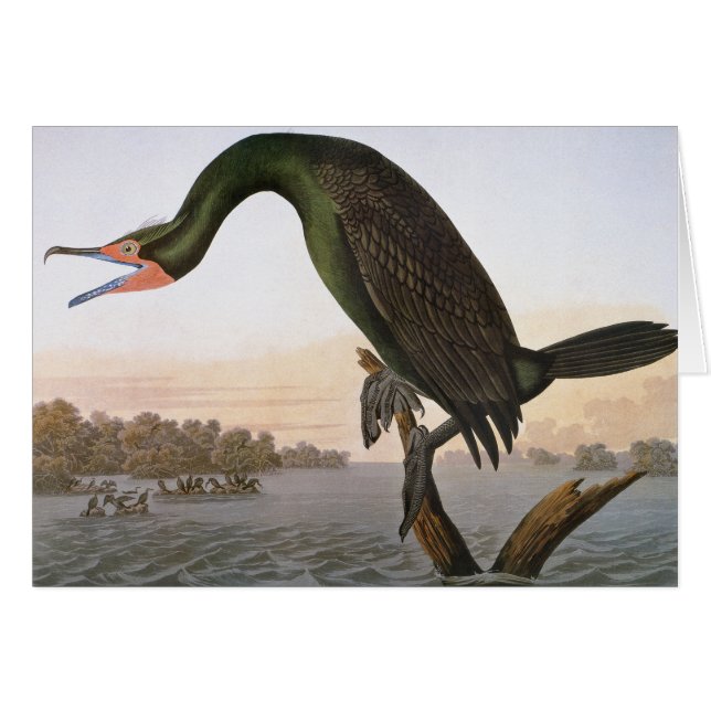 Audubon : Double Crested Cormorant (Devant Horizontal)