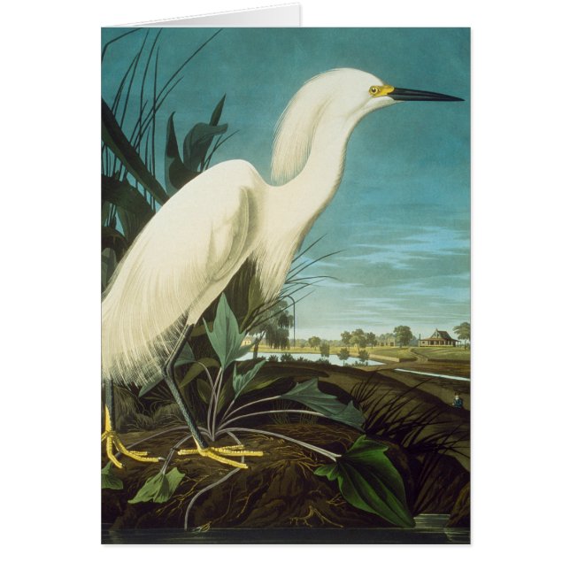 Audubon : Egret (Devant)