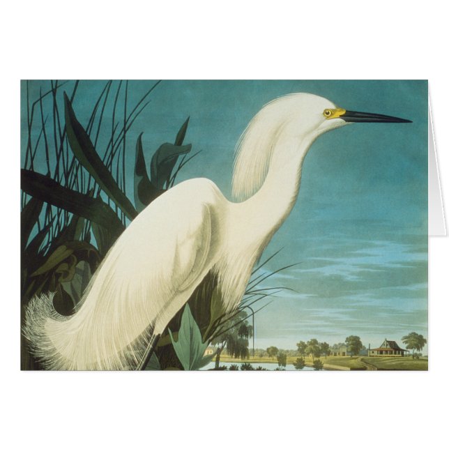 Audubon : Egret (Devant Horizontal)