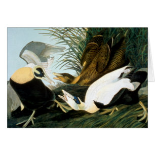 Audubon : Eider Duck